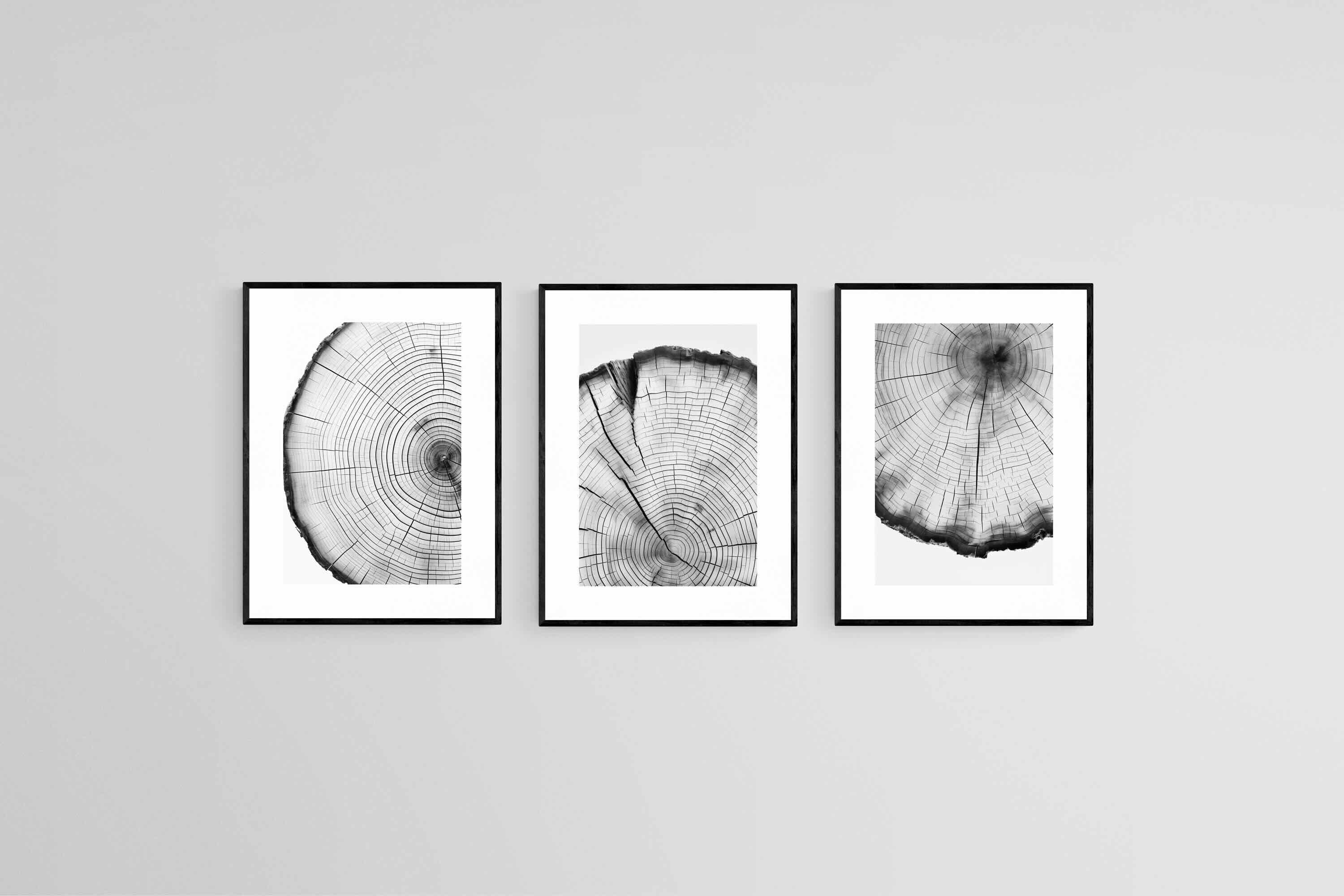 Tree Rings Set-Wall_Art-45 x 60cm (x3)-Framed Print-Black-Pixalot