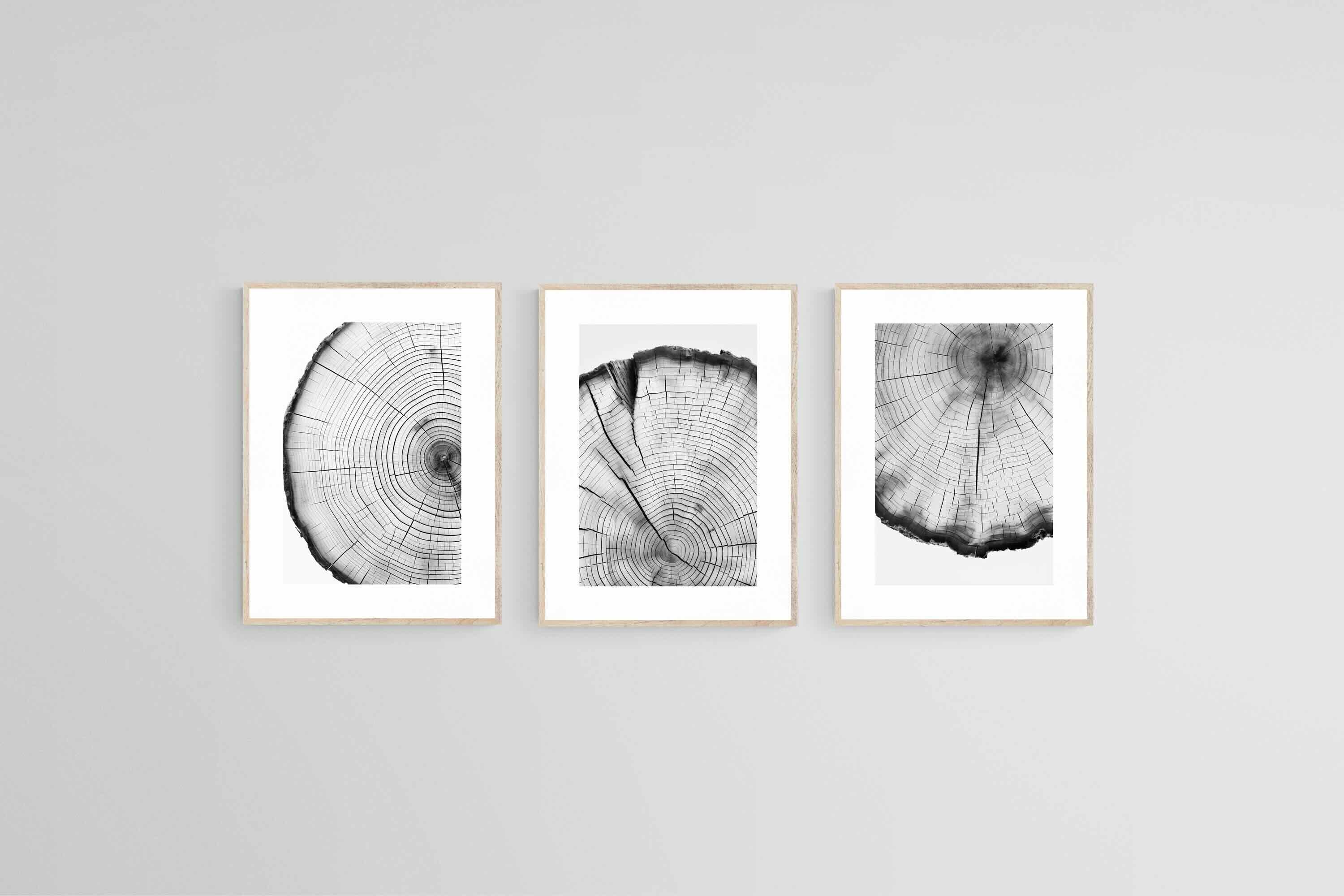 Tree Rings Set-Wall_Art-45 x 60cm (x3)-Framed Print-Wood-Pixalot