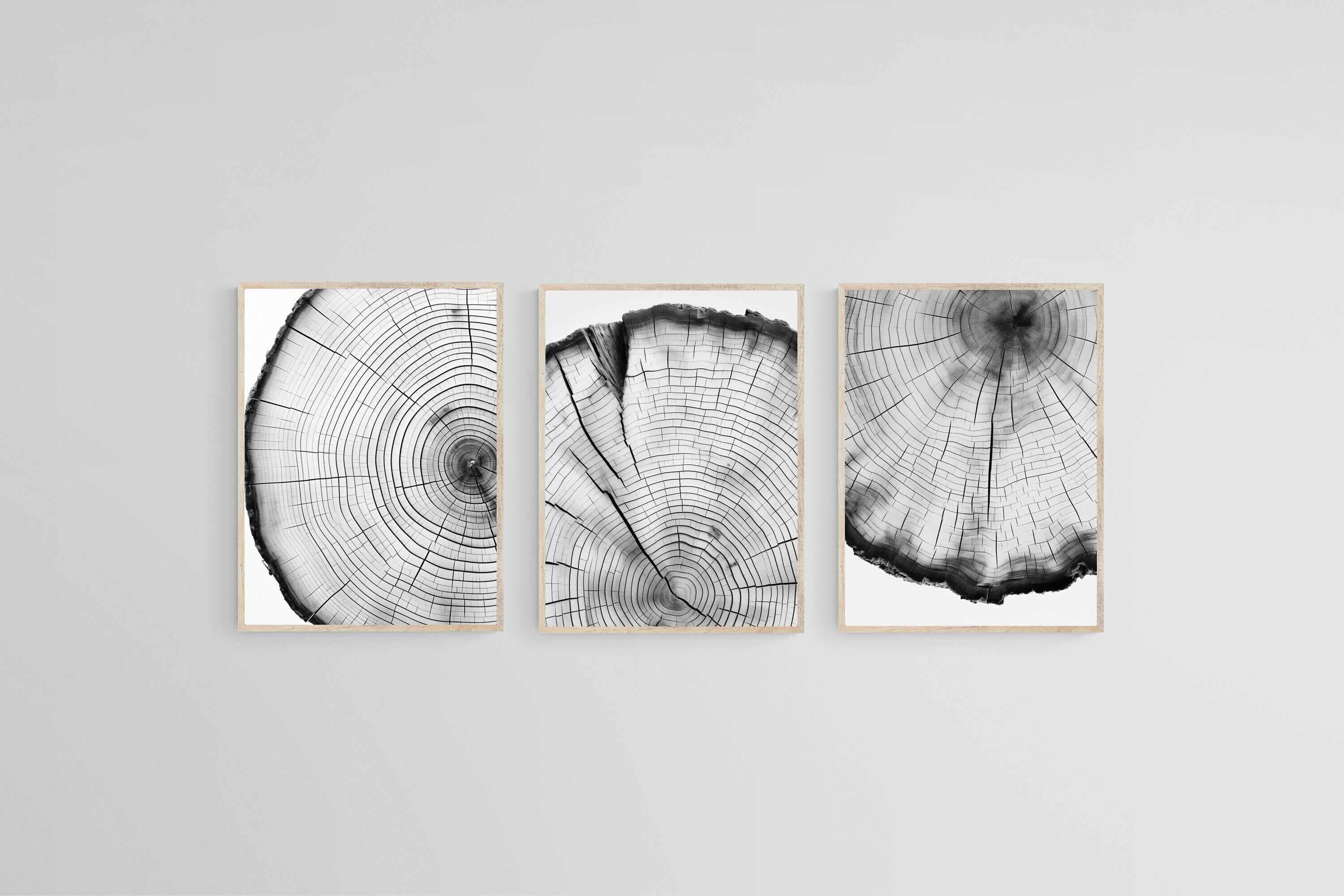 Tree Rings Set-Wall_Art-45 x 60cm (x3)-Mounted Canvas-Wood-Pixalot