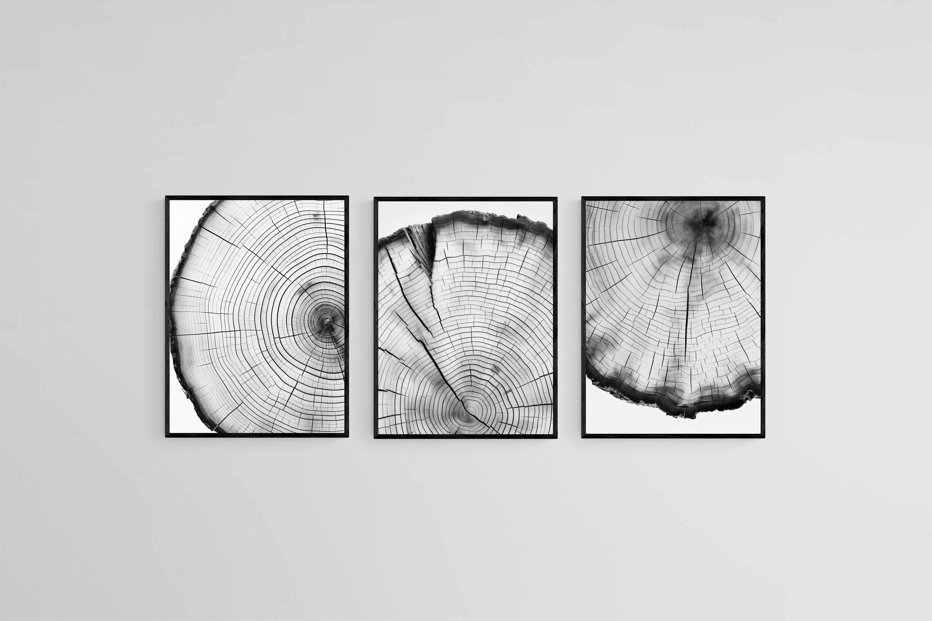 Tree Rings Set-Wall_Art-45 x 60cm (x3)-Mounted Canvas-Black-Pixalot