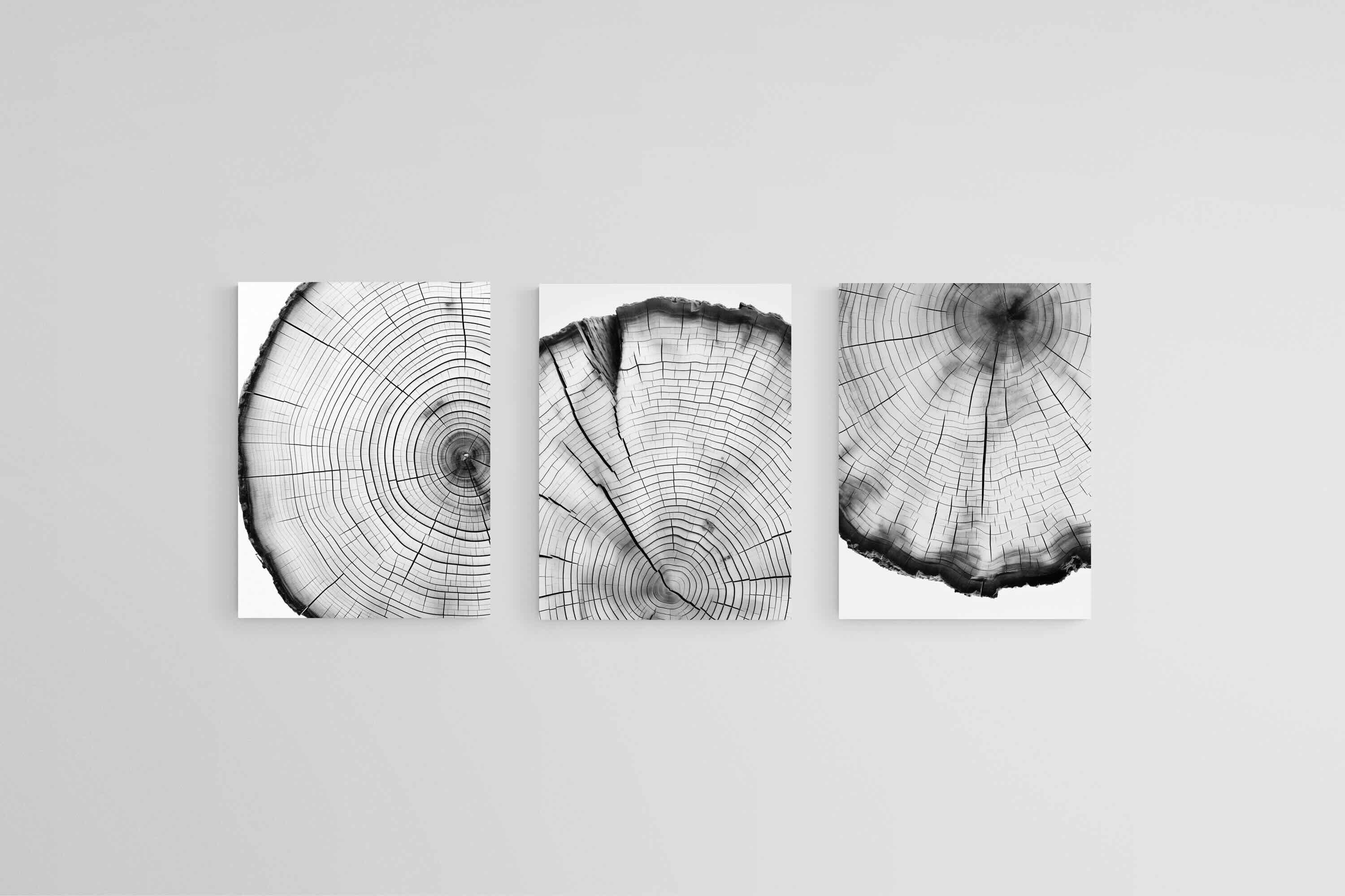 Tree Rings Set-Wall_Art-45 x 60cm (x3)-Mounted Canvas-No Frame-Pixalot