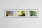 Tree Set-Wall_Art-80 x 60cm (x3)-Framed Print-Black-Pixalot