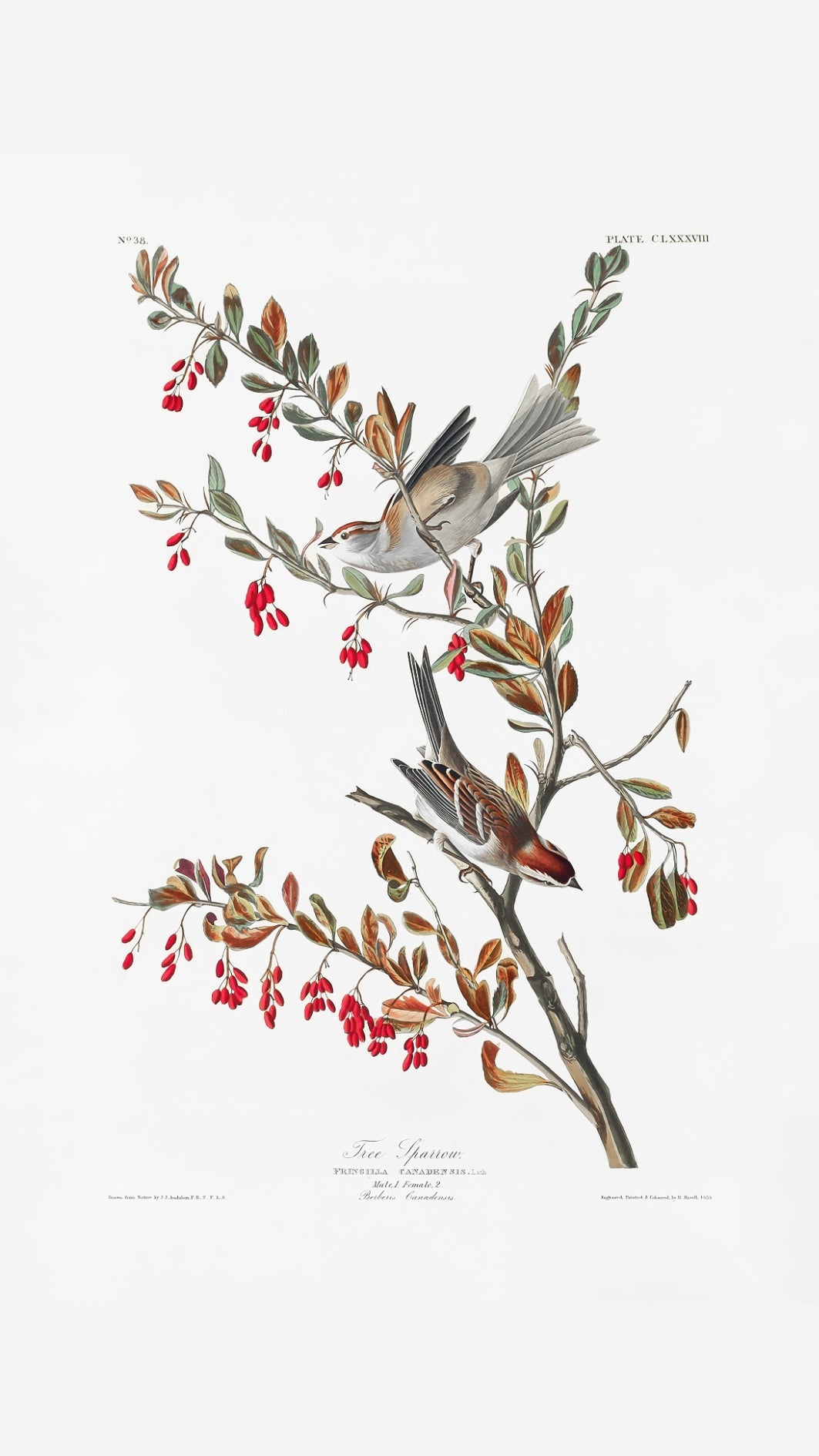 Tree Sparrow (Birds of America 1827)-Wall_Art-Pixalot