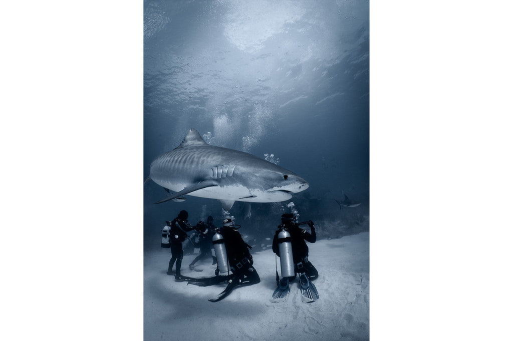 Underwater Audience-Wall_Art-Pixalot