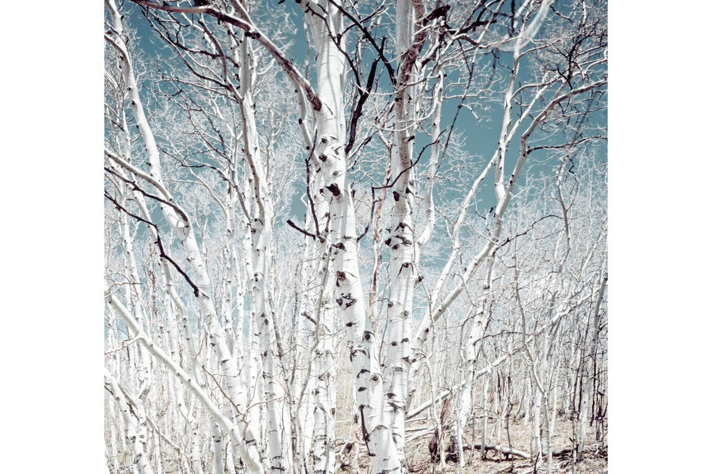 Utah Birch Trees-Wall_Art-Pixalot