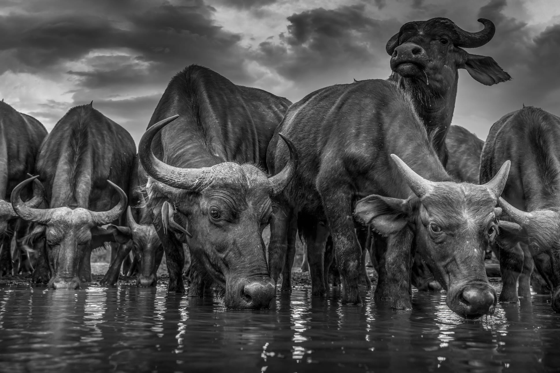 Vigilant Herd