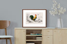 Pixalot ® Vintage Cockerel Illustration