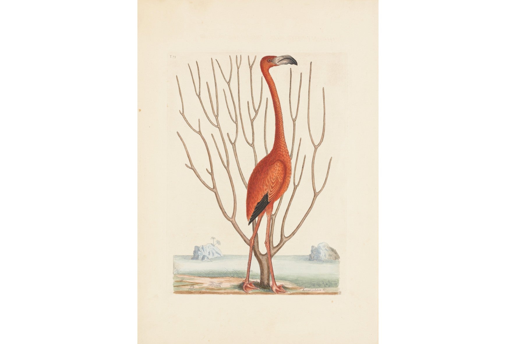 Vintage Flamingo-Wall_Art-Pixalot