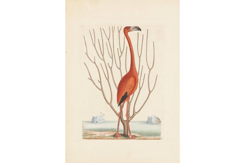 Vintage Flamingo-Wall_Art-Pixalot