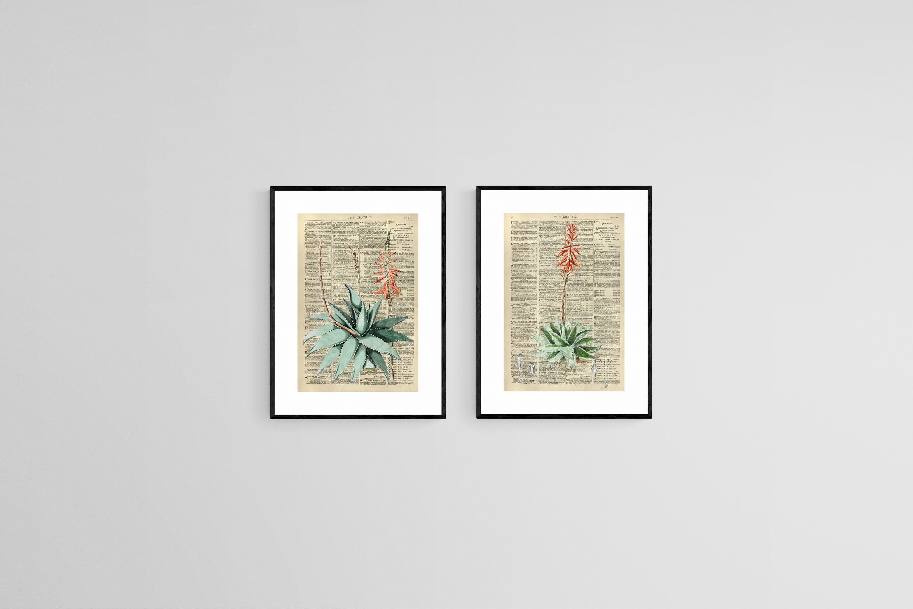 Vintage Press Aloe Set-Wall_Art-45 x 60cm (x2)-Framed Print-Black-Pixalot