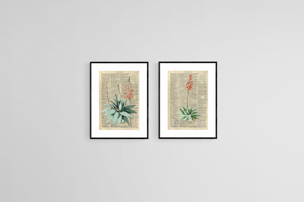 Vintage Press Aloe Set-Wall_Art-45 x 60cm (x2)-Framed Print-Black-Pixalot
