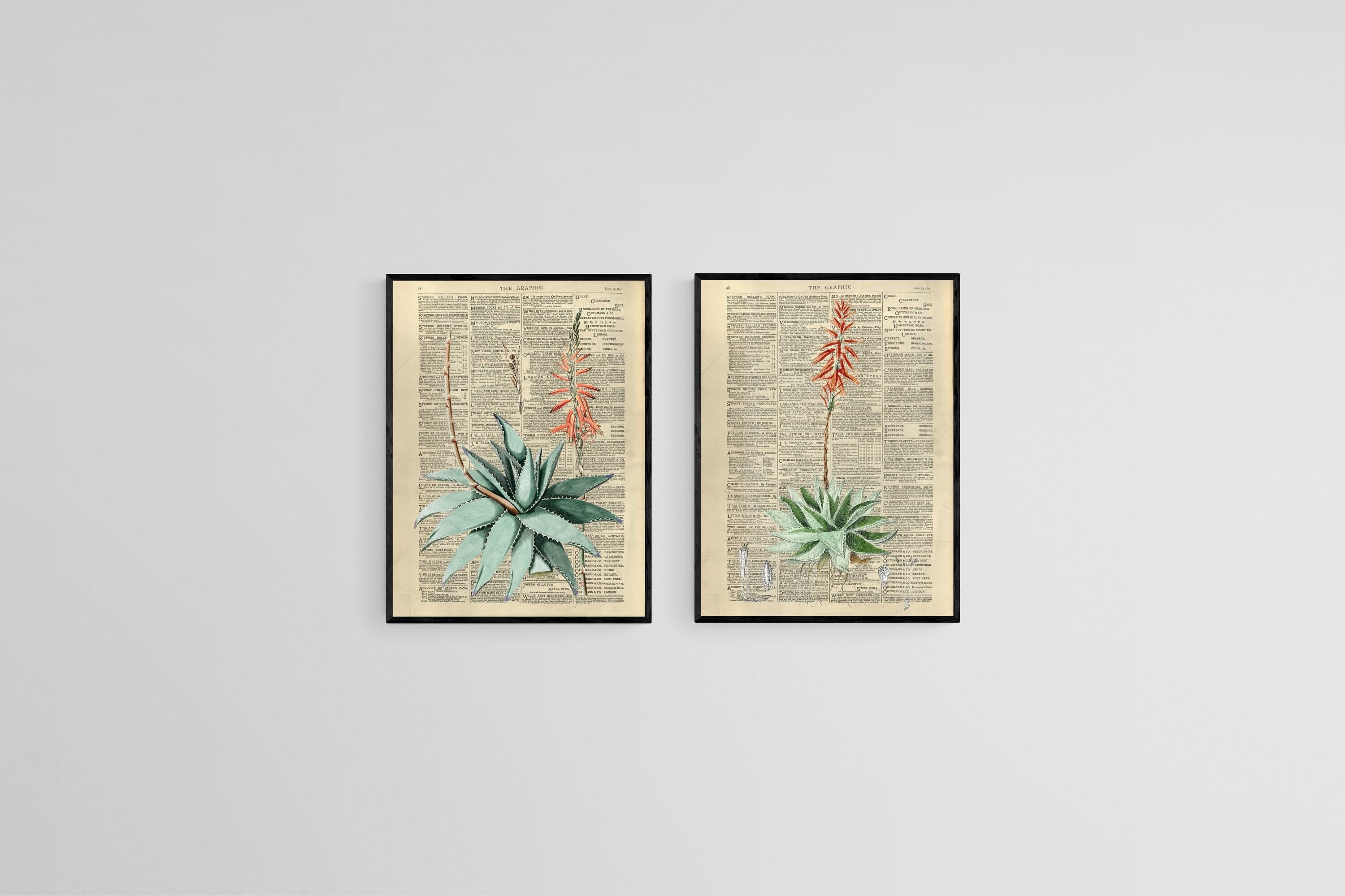 Vintage Press Aloe Set-Wall_Art-45 x 60cm (x2)-Mounted Canvas-Black-Pixalot