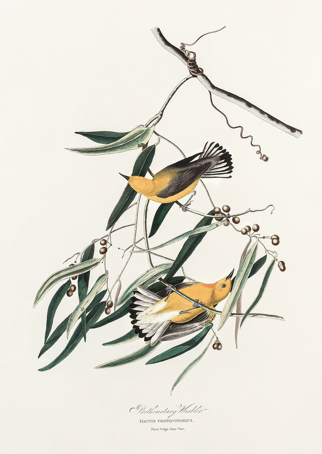 Warbler (Birds of America 1827)-Wall_Art-Pixalot