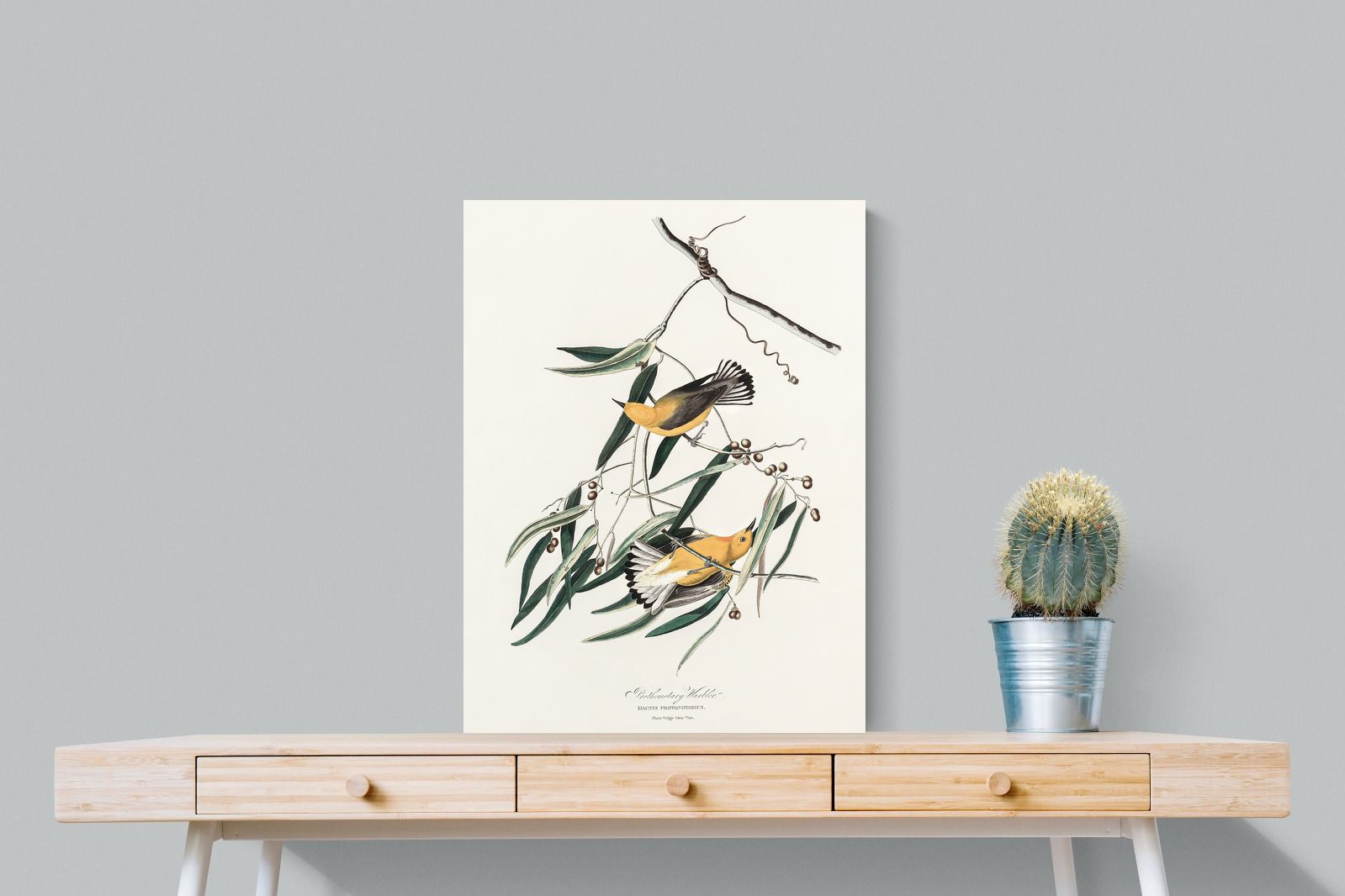 Pixalot Warbler (Birds of America 1827)