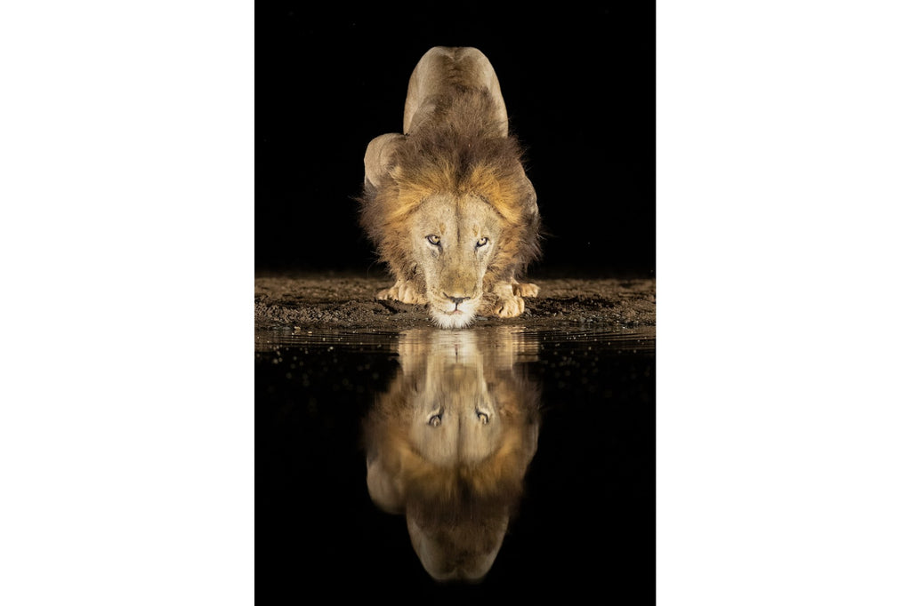 Waterhole King