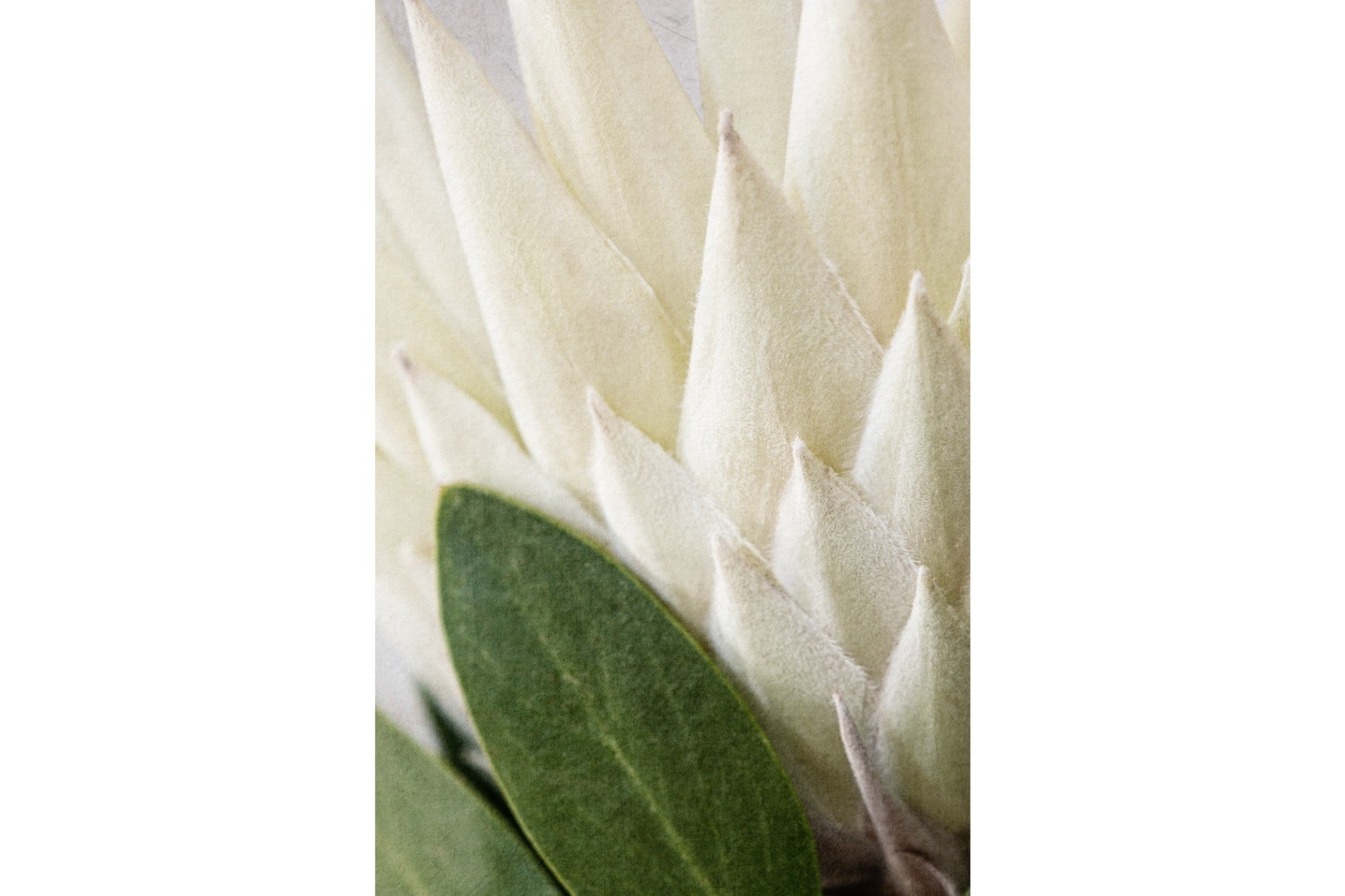 White King Protea Closeup-Wall_Art-Pixalot