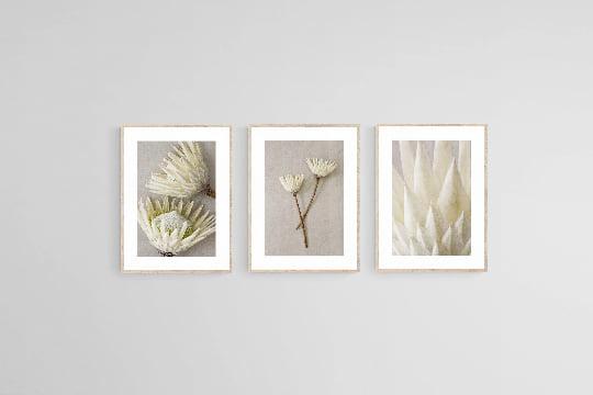 White King Proteas Set-Wall_Art-Pixalot