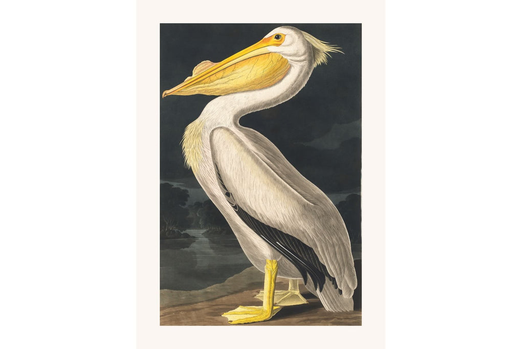 White Pelican (Birds of America 1827)-Wall_Art-Pixalot