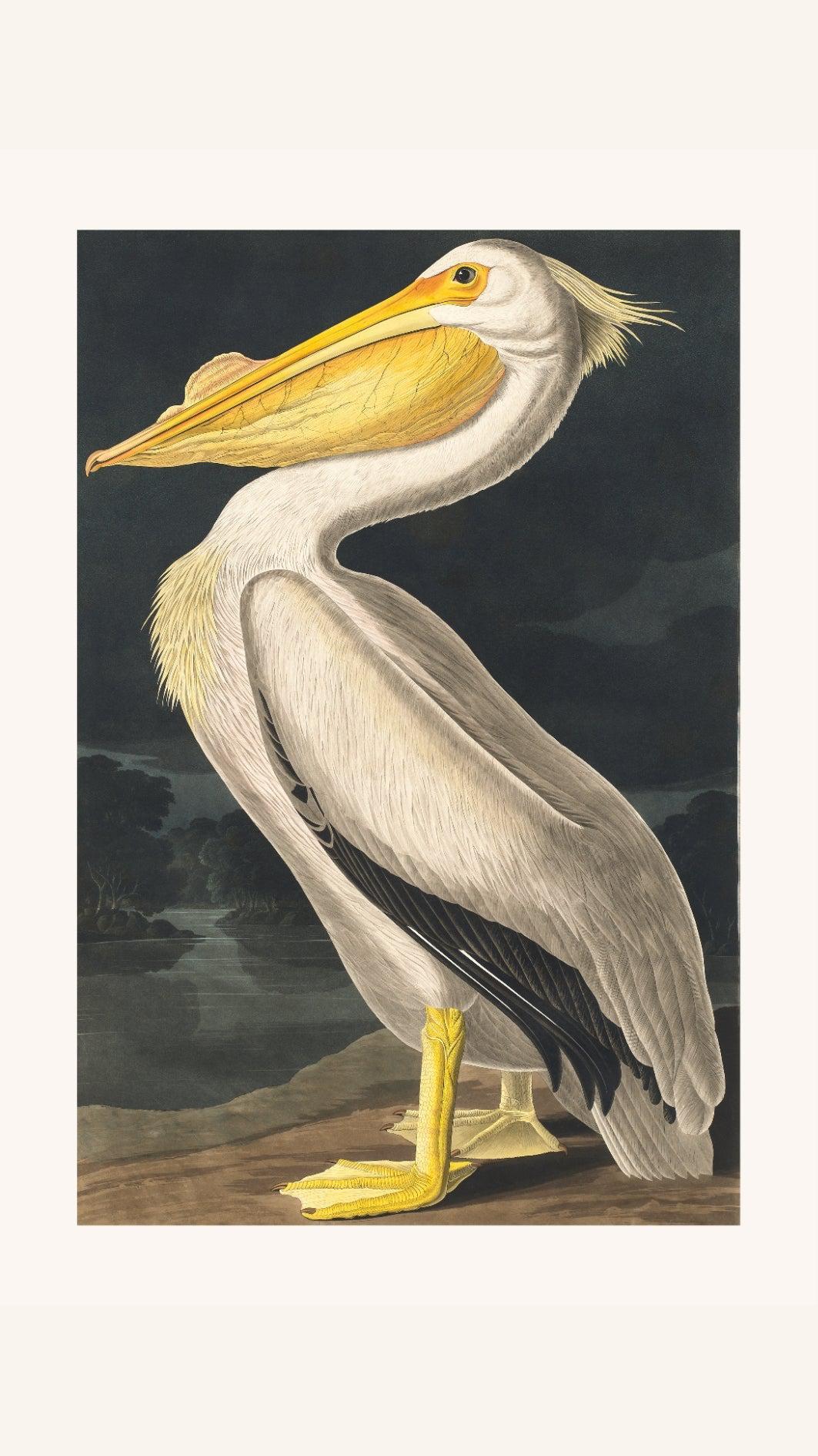 White Pelican (Birds of America 1827)-Wall_Art-Pixalot