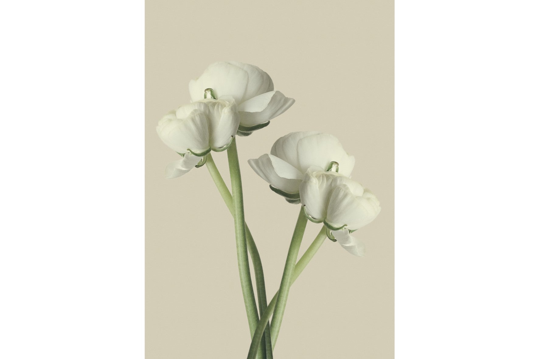 White Ranunculus-Wall_Art-Pixalot