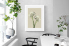 Pixalot White Ranunculus