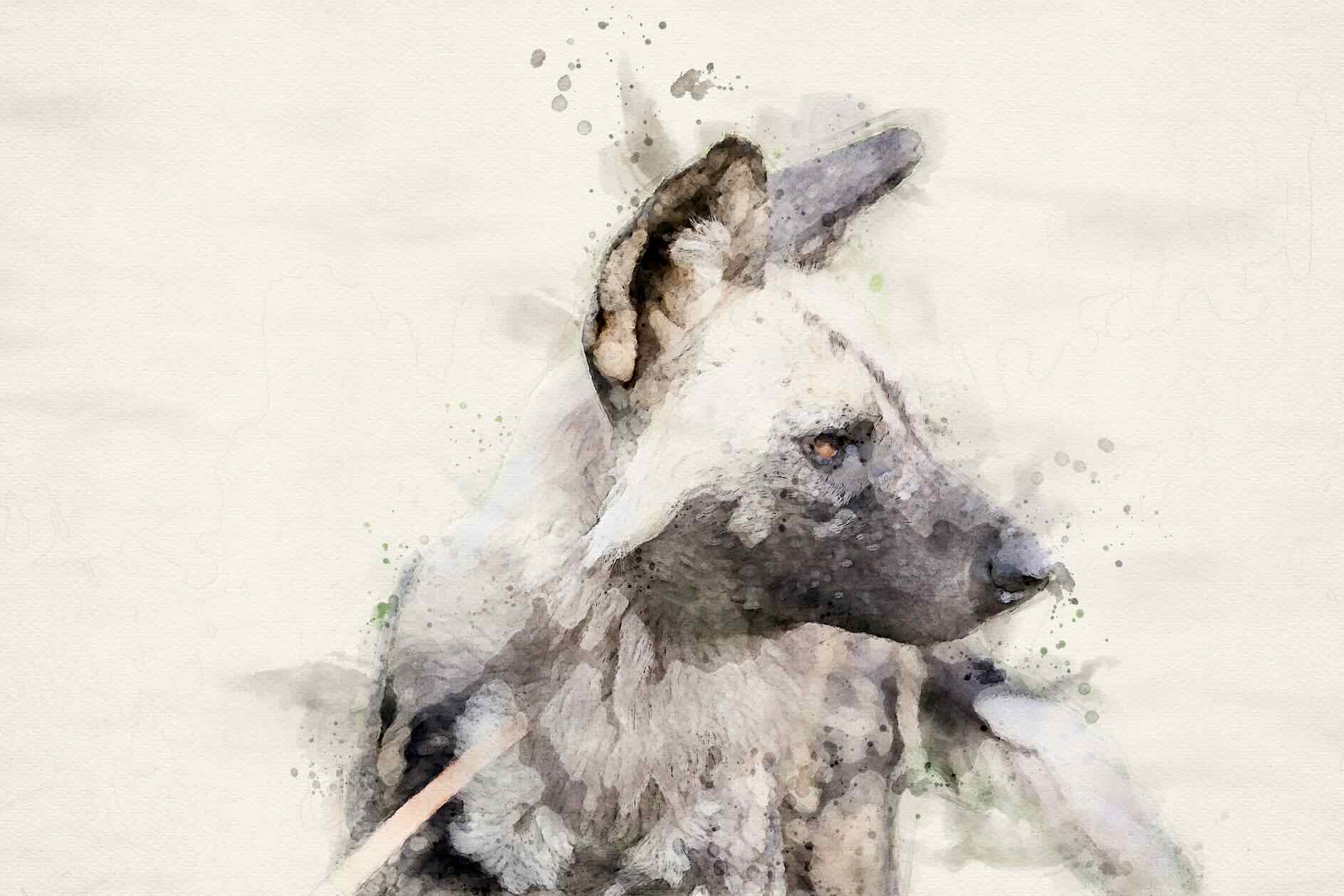 Wild Dog Watercolour-Wall_Art-Pixalot