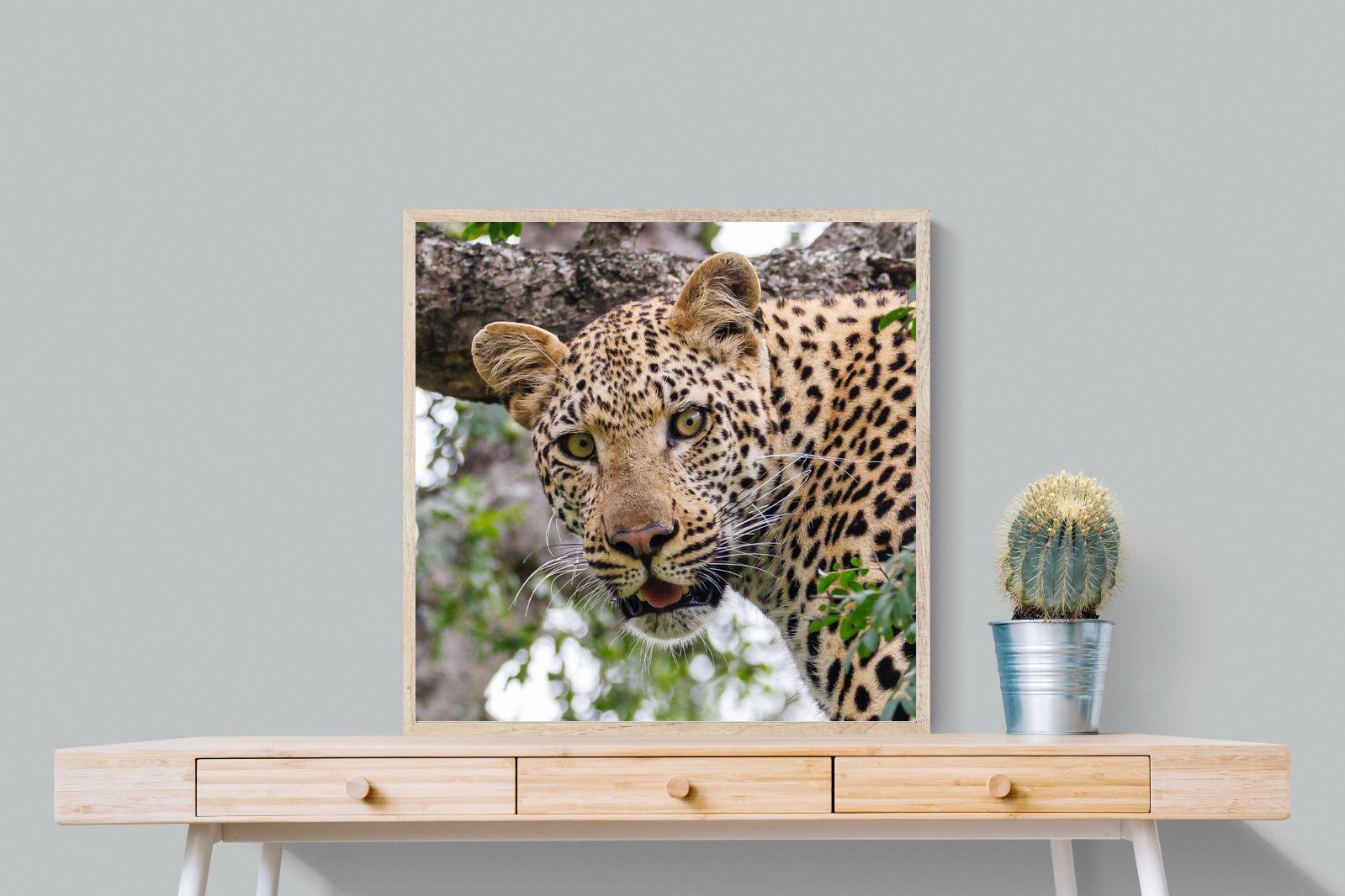 Pixalot ® Wild Gaze