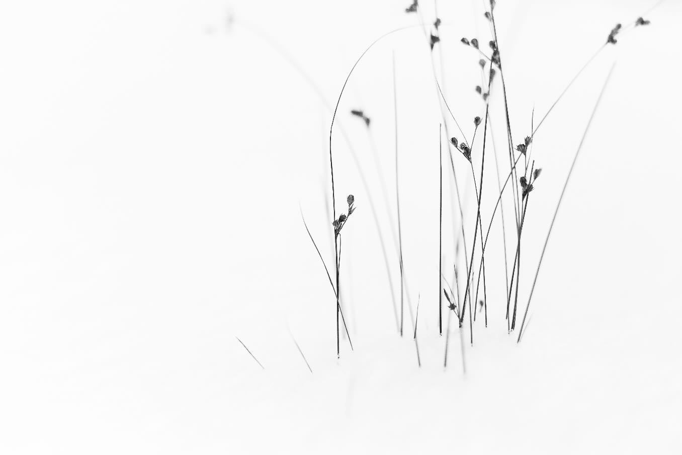 Winter Whispers-Wall_Art-Pixalot