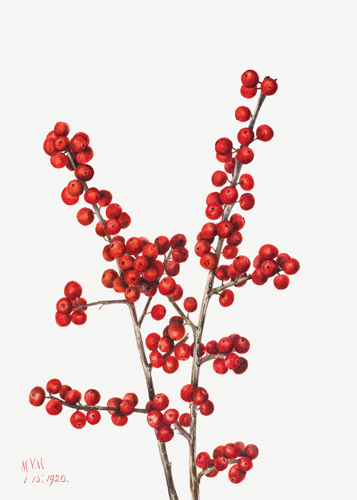 Winterberry