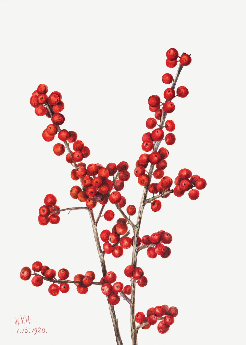 Winterberry