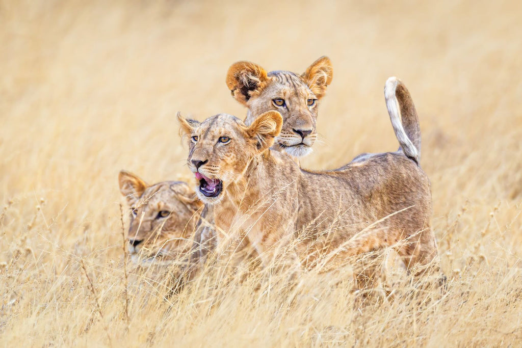 Young Royals