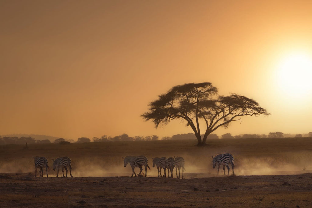 Zebra at Dusk