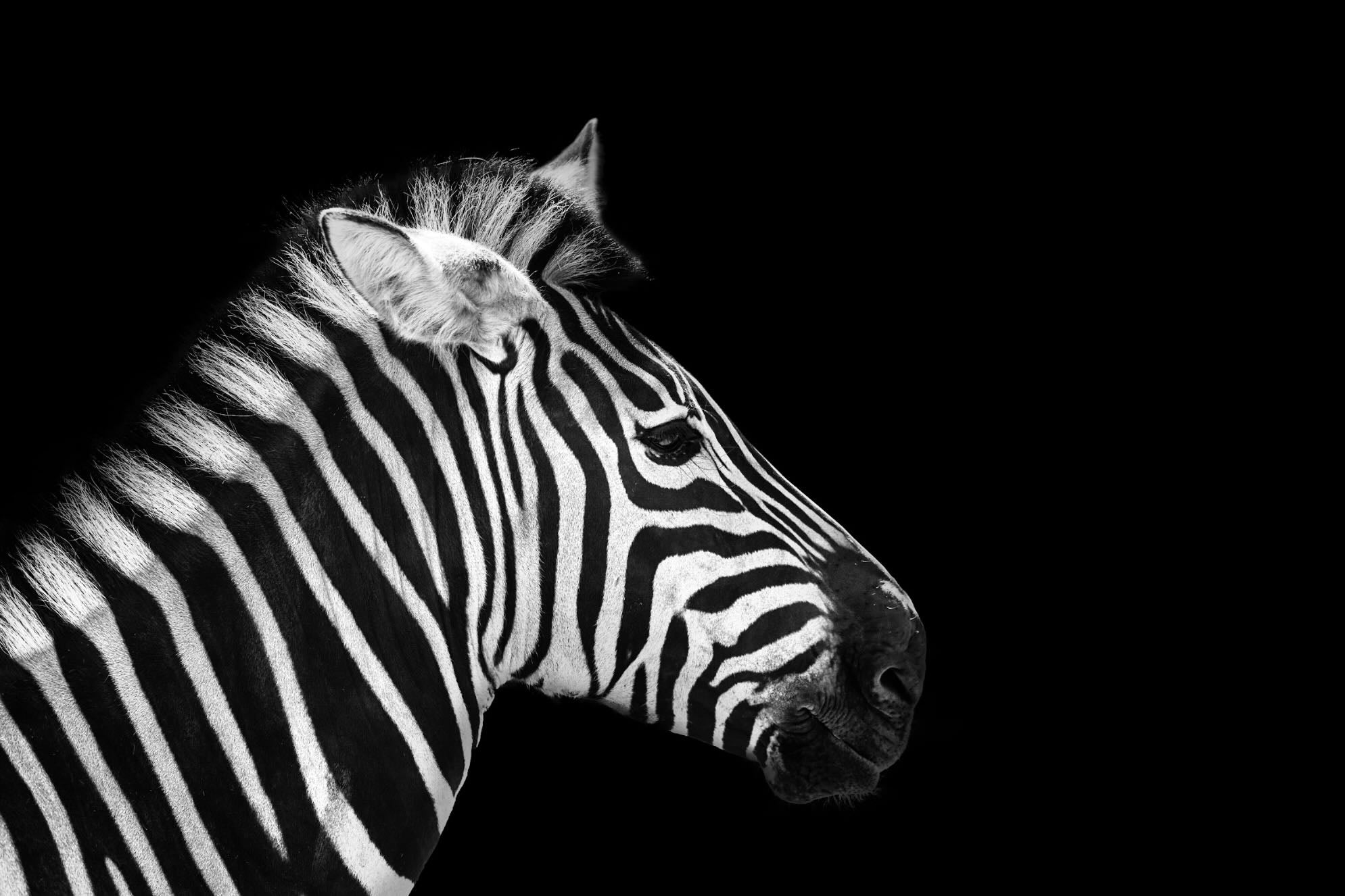 Zebra Wall Art | Canvas & Framed Prints – Pixalot ®