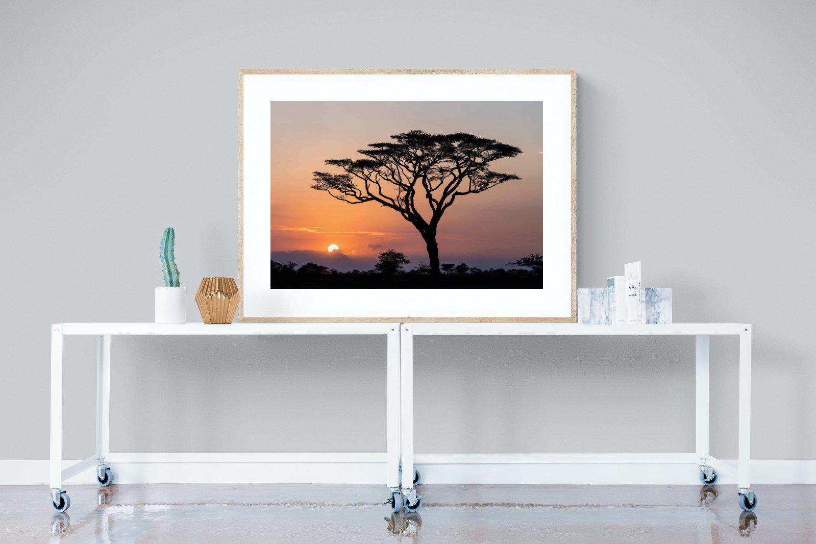 Acacia Sunset-Wall_Art-120 x 90cm-Framed Print-Wood-Pixalot