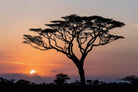 Acacia Sunset-Wall_Art-Pixalot