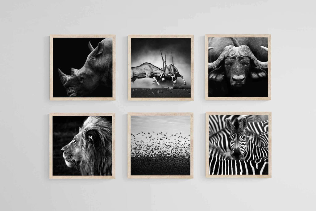 African Animals Set-Wall_Art-40 x 40cm (x6)-Mounted Canvas-Wood-Pixalot