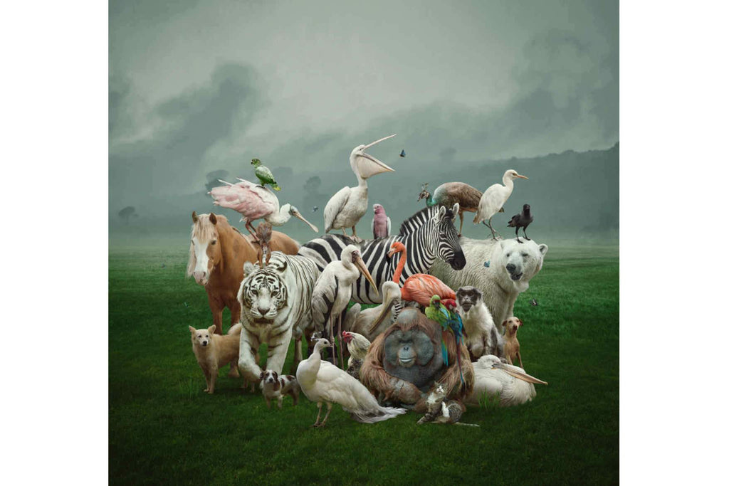 Animal Kingdom-Wall_Art-Pixalot