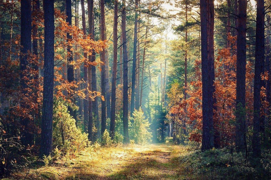 Autumn Forest-Wall_Art-Pixalot