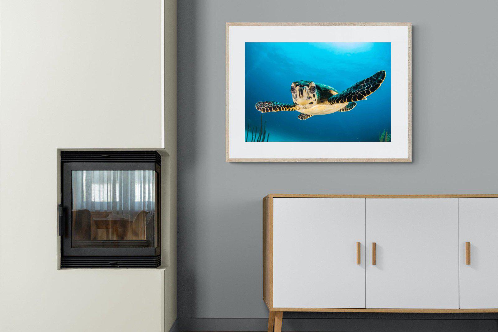 Baby Turtle-Wall_Art-100 x 75cm-Framed Print-Wood-Pixalot