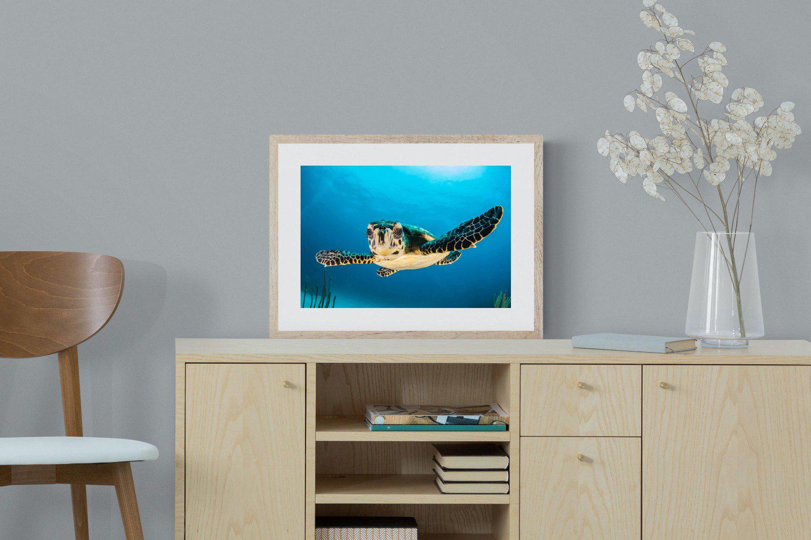 Baby Turtle-Wall_Art-60 x 45cm-Framed Print-Wood-Pixalot