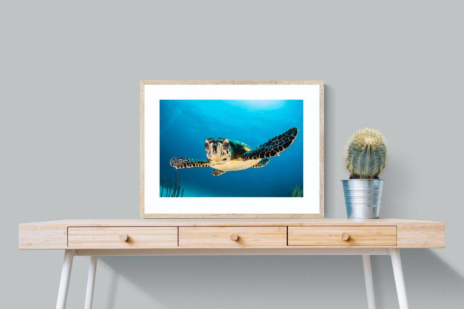 Baby Turtle-Wall_Art-80 x 60cm-Framed Print-Wood-Pixalot