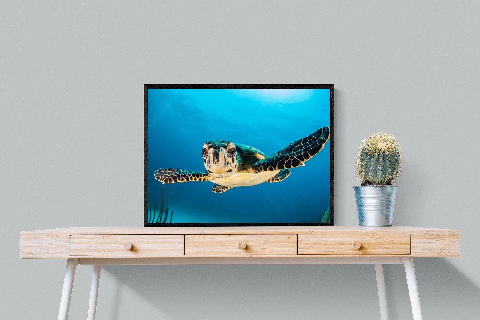 Baby Turtle-Wall_Art-80 x 60cm-Mounted Canvas-Black-Pixalot