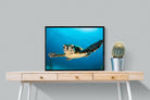 Baby Turtle-Wall_Art-80 x 60cm-Mounted Canvas-Black-Pixalot