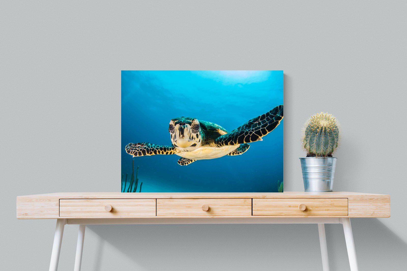 Baby Turtle-Wall_Art-80 x 60cm-Mounted Canvas-No Frame-Pixalot