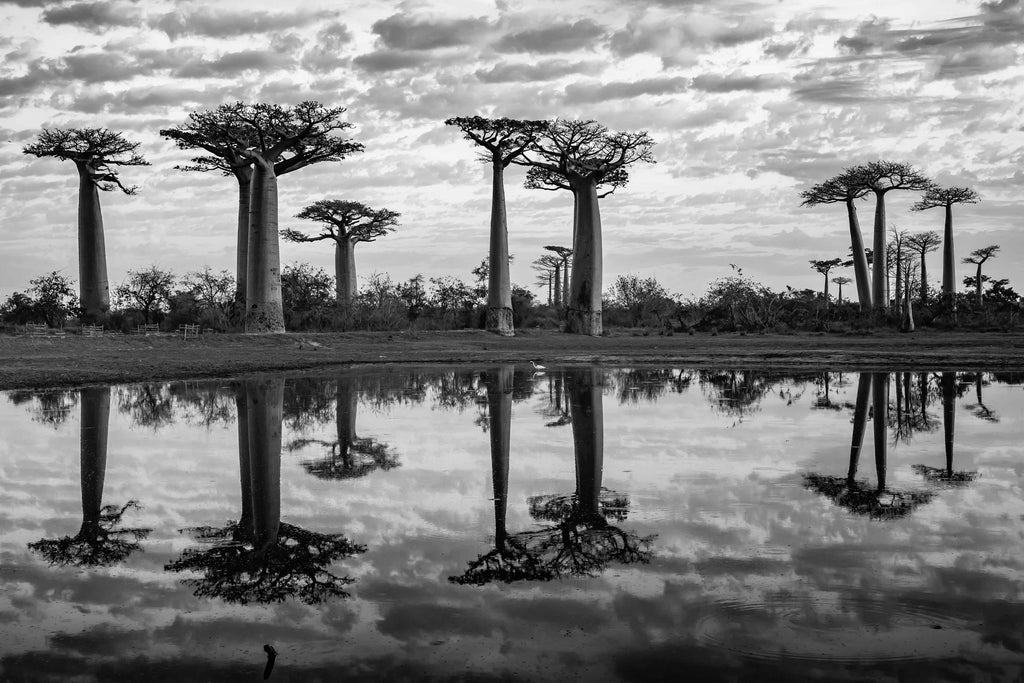 Baobab Trees-Wall_Art-Pixalot