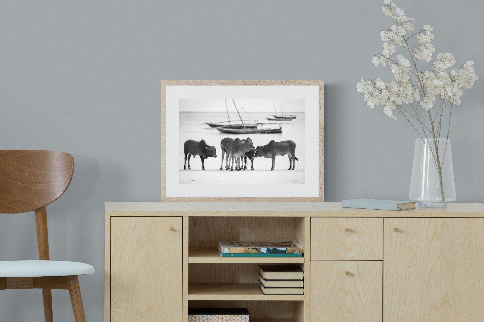 Beach Cattle-Wall_Art-60 x 45cm-Framed Print-Wood-Pixalot