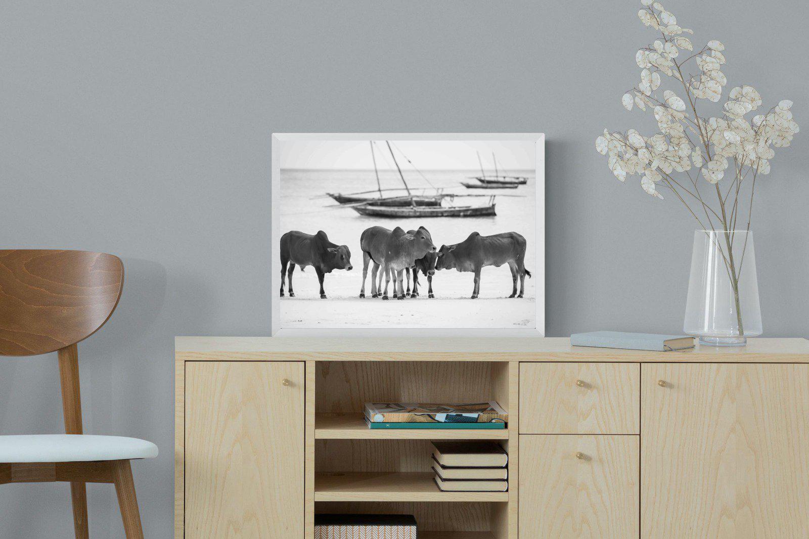 Beach Cattle-Wall_Art-60 x 45cm-Mounted Canvas-White-Pixalot