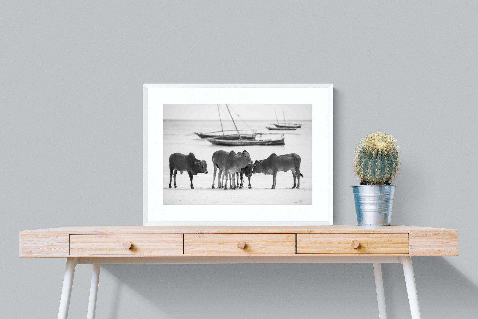 Beach Cattle-Wall_Art-80 x 60cm-Framed Print-White-Pixalot