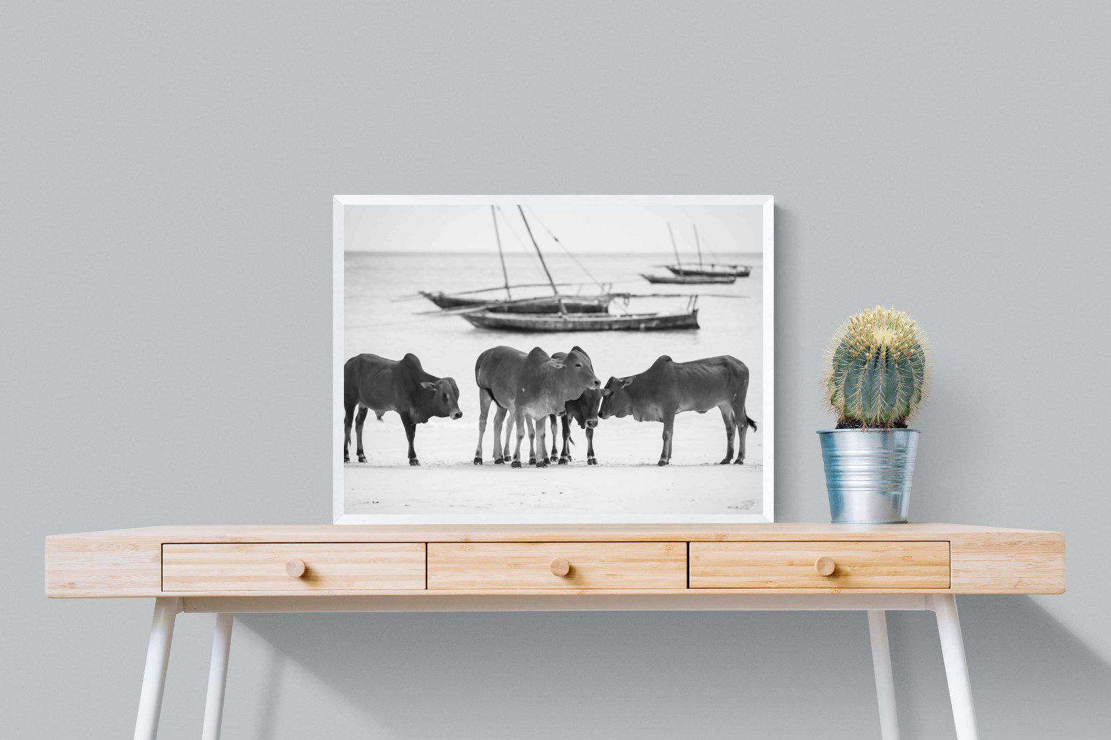 Beach Cattle-Wall_Art-80 x 60cm-Mounted Canvas-White-Pixalot