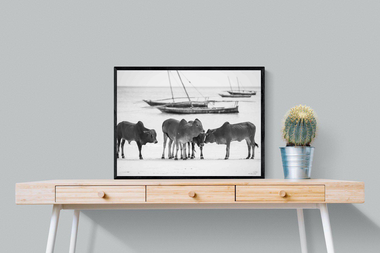 Beach Cattle-Wall_Art-80 x 60cm-Mounted Canvas-Black-Pixalot